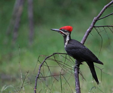 A Pileated Woodpecker (Dryocopus pileatus) perched on a tree branch.  Shot on Gabriola Island, British Columbia, Canada clipart