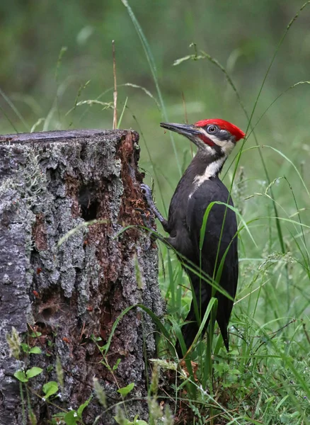 Дятел Pileated профіль — стокове фото