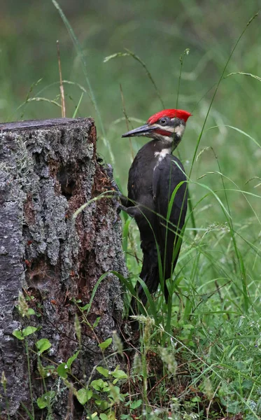 Дятел Древолаз Dryocopus Pileatus Стучит Пню Дерева Снимок Сделан Острове — стоковое фото