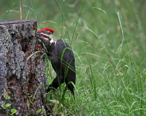 Bir Pileated bir ağaç kütüğü çekiç ağaçkakan (Dryocopus pileatus). Gabriola Adası, İngiliz Columbi, Kanada'vurdu