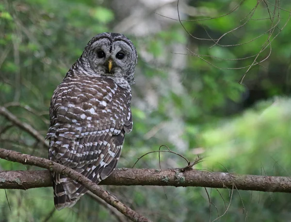 Utesluten Owl Uggla — Stockfoto