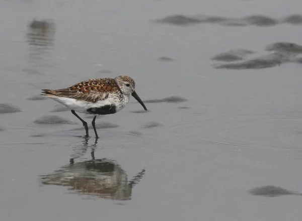 Dunlin Bird Dunlin — Stock Photo, Image