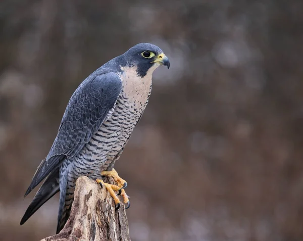 Peregrine Falcon Falco Peregrinus Perched Stump Birds Fastest Animals World — Stock Photo, Image