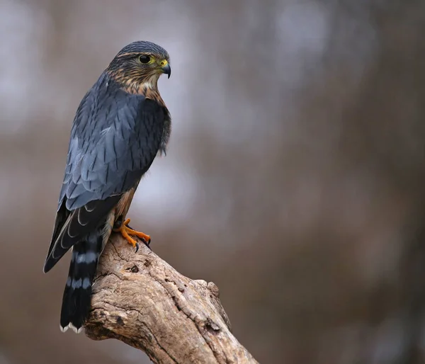 Una Foto Profilo Merlino Falco Columbarius Seduto Ramo — Foto Stock