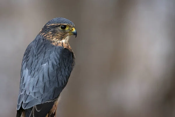 Profil Fotoğrafını Bir Merlin Falco Columbarius — Stok fotoğraf