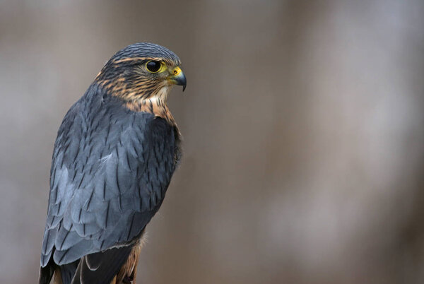 A profile shot of a Merlin (Falco columbarius)