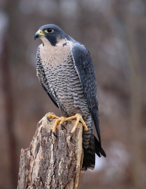 Peregrine Falcon (Falco peregrinus) bir güdük üzerinde tünemiş. Dünyanın en hızlı hayvan bunlar kuş are