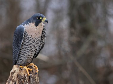 Posed Peregrine Falcon clipart