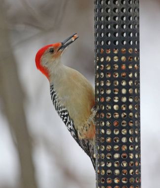 Kırmızı karınlı ağaçkakan besleme