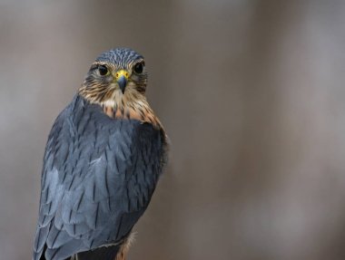 A profile shot of a Merlin (Falco columbarius) clipart