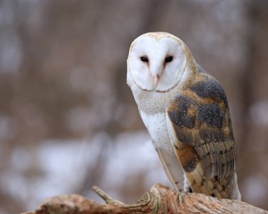 Bir close-up bir peçeli kameraya bakarak baykuş (Tyto alba)