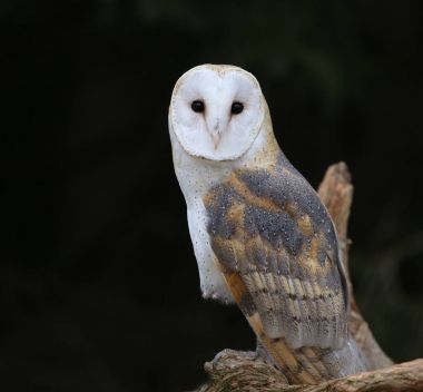 Bir close-up bir peçeli baykuş (Tyto alba arkası)