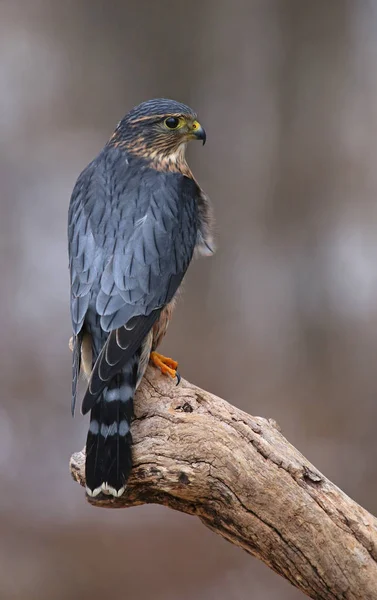 Plano Perfil Merlín Falco Columbarius Sentado Una Rama — Foto de Stock