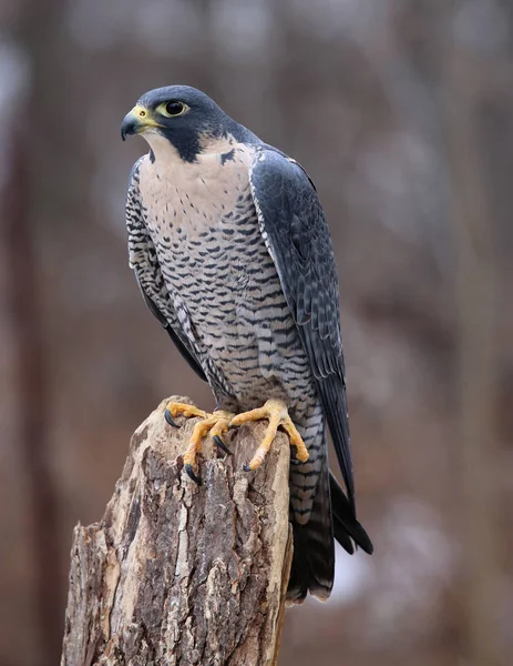 栖在树桩上的一只游隼 Falco 这些鸟是世界上最快的动物 — 图库照片