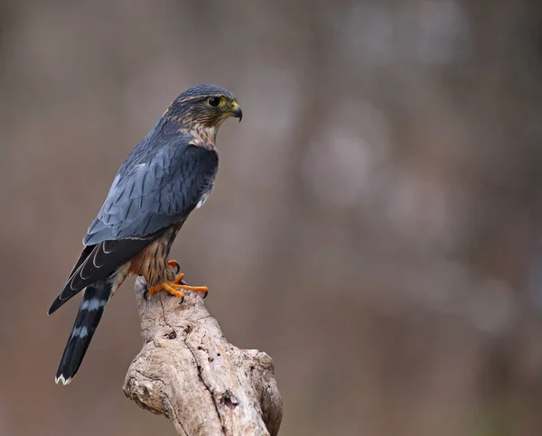 Eine Profilaufnahme Eines Merlins Falco Columbarius Der Auf Einem Ast — Stockfoto