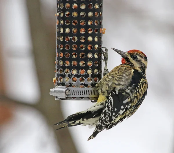 Een Yellow Bellied Sapsucker Sphyrapicus Varius Zittend Een Vogel Feeder — Stockfoto