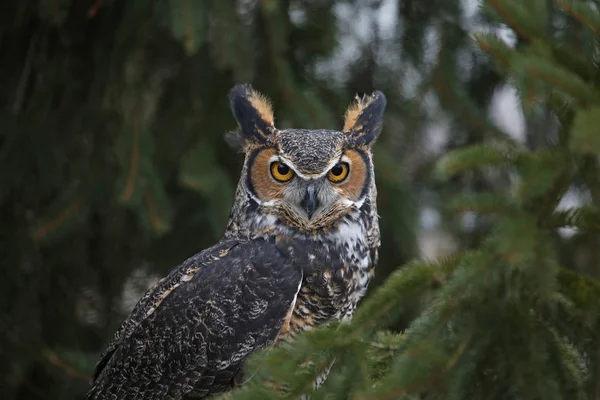 Eine Nahaufnahme Eines Uhus Bubo Virginianus Der Die Kamera Blickt — Stockfoto