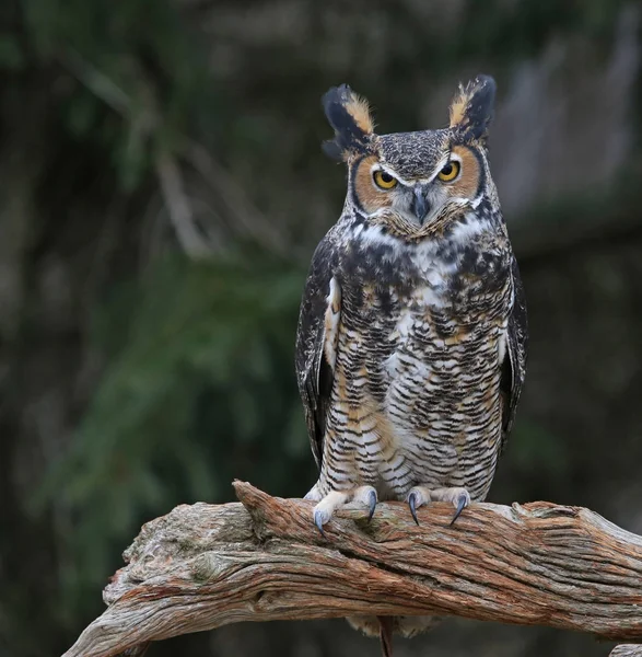 Velká Horned sova na větvi — Stock fotografie