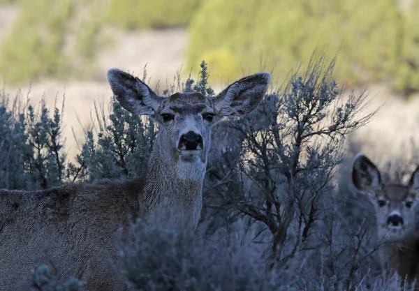 Mirada de ciervo de mula —  Fotos de Stock