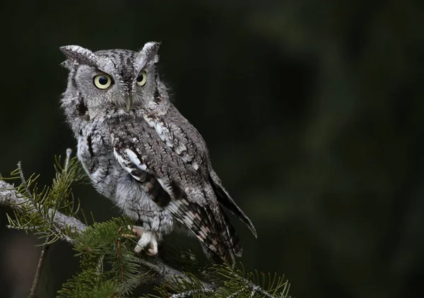 Grigio Morph Orientale Screech Owl Foto Stock