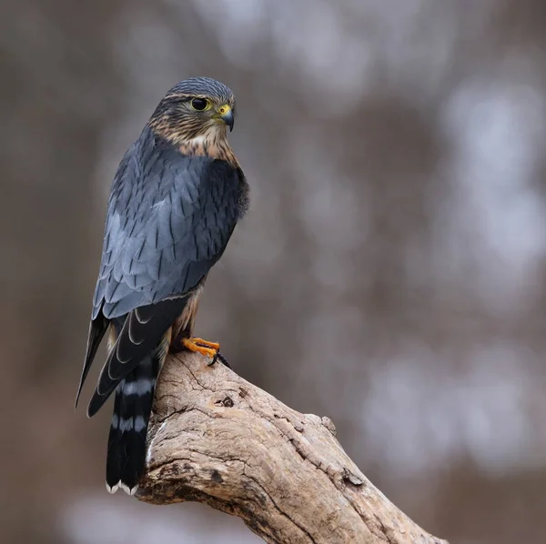 Merlin Stare Merlin Fotografias De Stock Royalty-Free