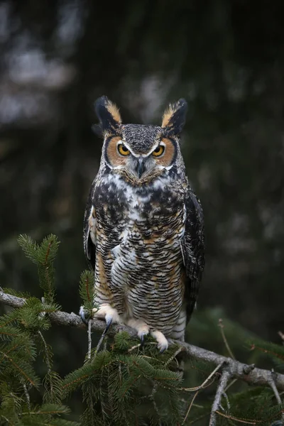 Sentado Great Horned Coruja Imagens Royalty-Free