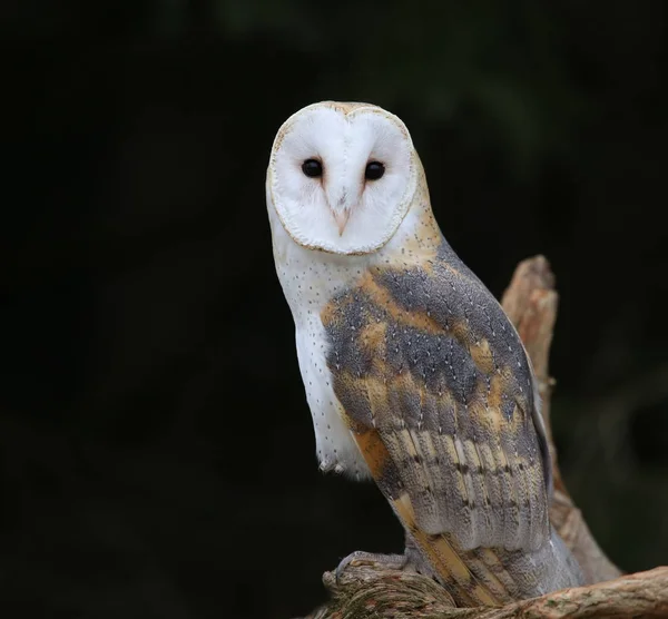 Макро Назад Сипуха Tyto Alba Стокове Фото