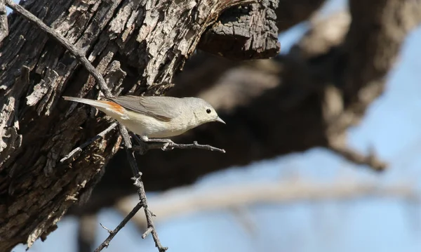 Une Paruline Lucy Oreothlypis Luciae Assise Dans Arbre Tourné Long — Photo