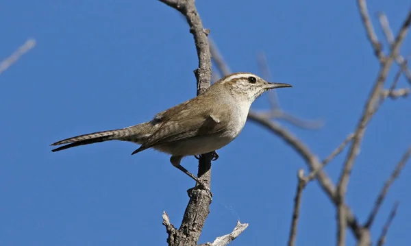 Bewick のミソサザイ Bewickii の木に座っています トゥバクのすぐ外 サンタ クルス川に沿って撮影します — ストック写真