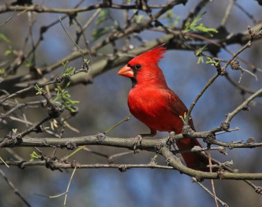 Bir Kuzey bir ağacın altında oturup Kardinal (Cardinalis cardinalis). Hemen Tubac, Arizona dışında Santa Cruz Nehri boyunca vurdu