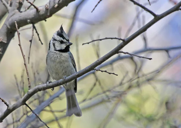 Ratón Tilo Con Bridas Baeolophus Wollweberi Sentado Árbol Disparo Largo — Foto de Stock