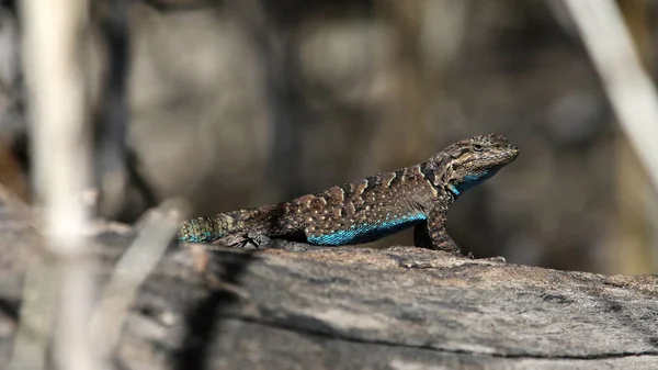 Lézard Orné Urosaurus Ornatus Assis Sur Une Branche Tourné Long — Photo