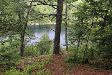 Jack Gölü Algonquin Provincial Park, Ontario, Kanada'da ağaçların arasından bir görünüm