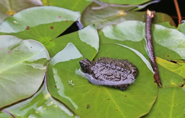 加拿大安大略省阿冈昆省立公园的一只小鳄龟 Serpentina 坐在百合垫上 — 图库照片