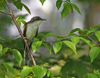 Sarı gagalı guguk kuşu (Coccyzus americanus) bir ağaca tünemiş. Wheatley Provincial Park, Ontario, Kanada'da bulunan vurdu