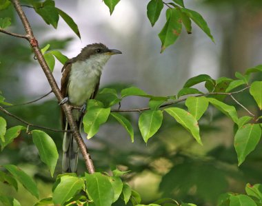 A Yellow-billed Cuckoo (Coccyzus americanus) perched in a tree. Shot in Wheatley Provincial Park, located in Ontario, Canada clipart