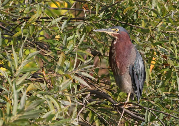 Airone Verde Butorides Virescens Seduto Albero Girato Nel Parco Provinciale — Foto Stock