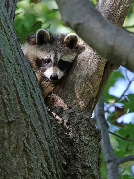 Ein Junger Waschbär Rocyon Lotor Der Eines Baumes Sitzt Erschossen — Stockfoto