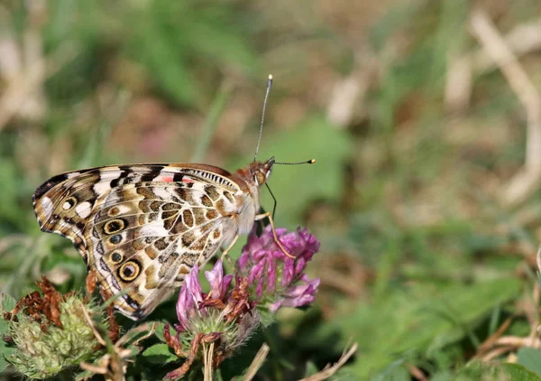 American Lady Vanessa Virginiensis Feeding Clover Disparo Parque Provincial Wheatley — Foto de Stock