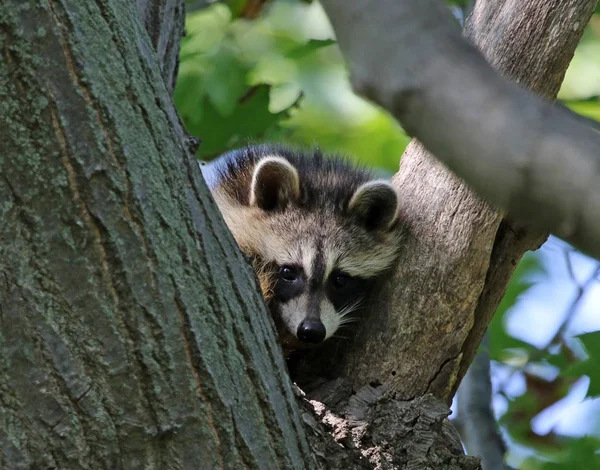 Młody Szop Rocyon Lotor Siedzi Drzewa Strzał Wheatley Provincial Park — Zdjęcie stockowe