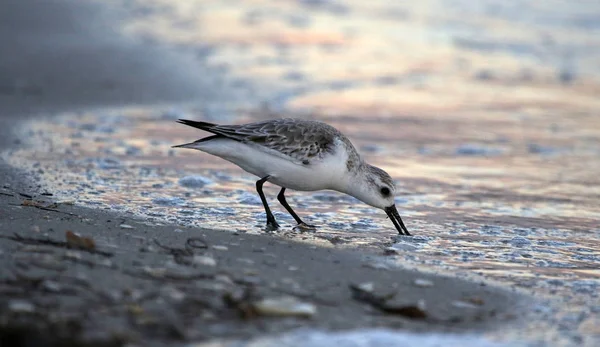 Сандерлинг Calidris Alba Кормление Серфинг Сумерках Съемка Историческом Парке Вирджиния — стоковое фото