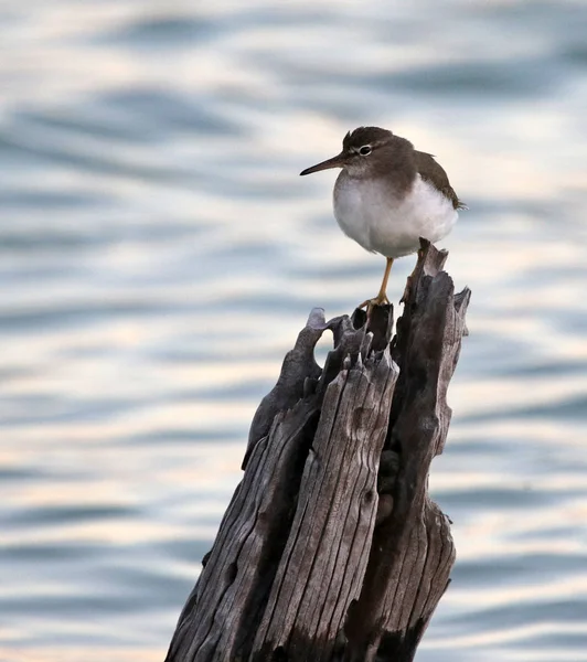 Spotted Sandpiper Actitis Macularius Sitting Post Shot Historic Virginia Key — Stock Photo, Image