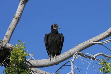 Black akbaba (Coragyps atratus) bir ağaçta oturan, Everglades Milli Parkı, Florida vurdu