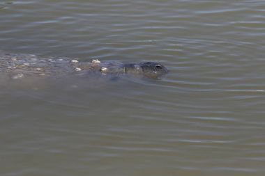 Florida Everglades Ulusal Parkı, Florida'da yüzey Manatee (Trichechus manatus)