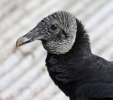 Kara akbaba (Coragyps atratus), Everglades Ulusal Parkı, Florida'da vurdu