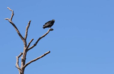 Siyah Everglades Ulusal Park, Florida ölü ağaca tünemiş akbaba (Coragyps atratus).
