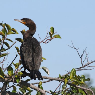 Everglades Ulusal Park, Florida mangrov ağaçta oturuyor ve bir Çift Tepeli Corrmorant (Phalacrocorax auritus).