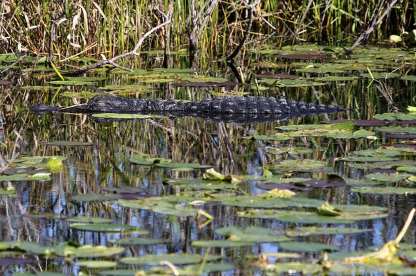 美国鳄鱼 亚直鳄 睡在佛罗里达大沼泽地的一条水道的水面上 — 图库照片