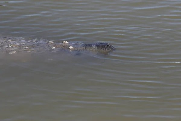 Florida Manatee Trichechus Manatus Всплывает Поверхность Национальном Парке Эвербедс Флорида — стоковое фото