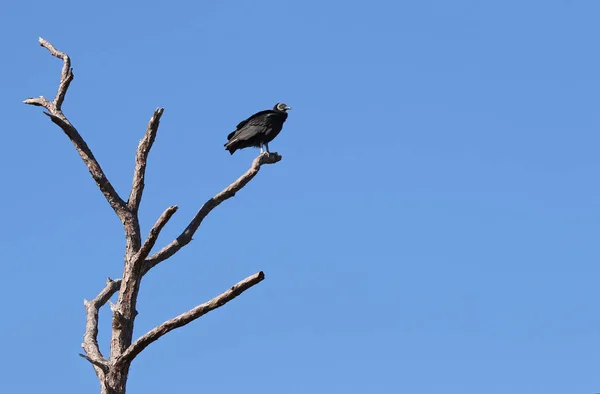 エバーグレーズ国立公園 フロリダの枯れ木の上に腰掛けブラック コンドル Coragyps — ストック写真
